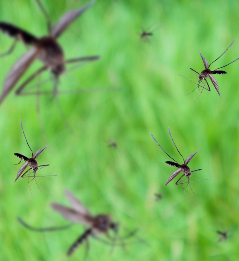 飛行性蟲害防治