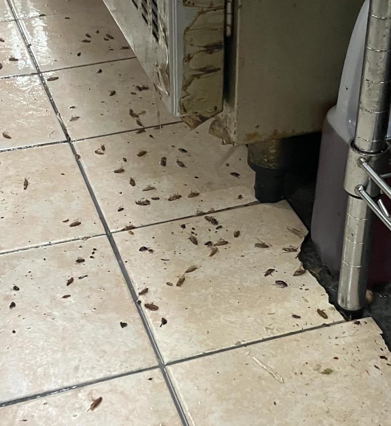 服務實績案例-德國小蠊