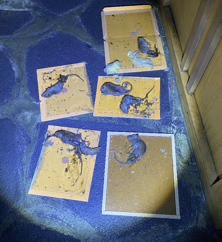 服務實績案例-鼠