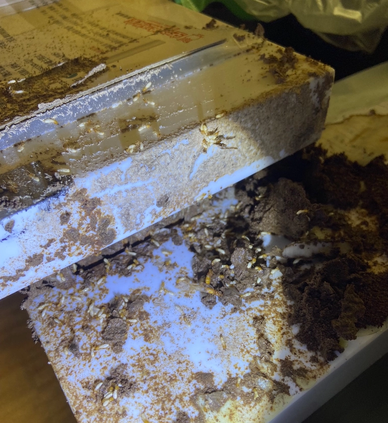 服務實績-白蟻防治案例